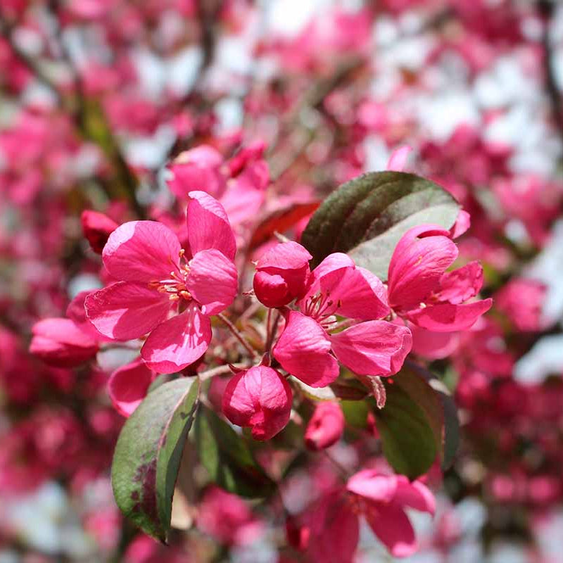 Floribunda Crabapple Seeds - Heirloom Flower Garden Seeds for Growing