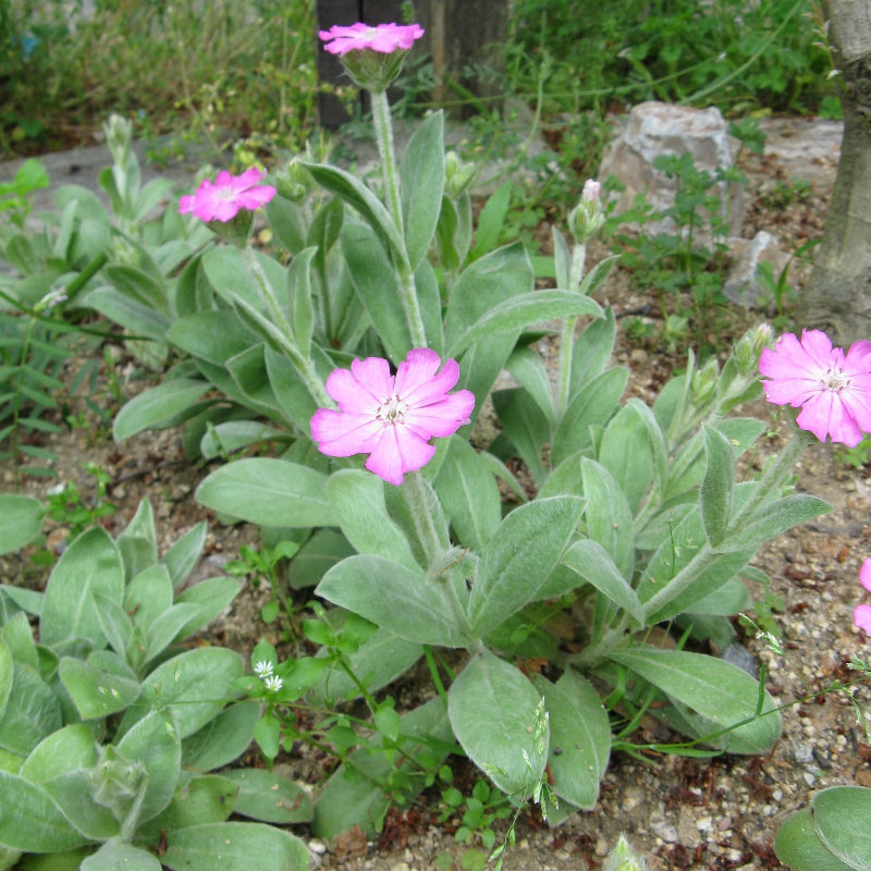 Flos-Jovis Lychnis Seeds - Heirloom Flower Garden Seeds for Growing