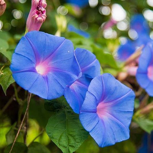 Flower Plant Morning Glory Seeds - Heirloom Flower Garden Seeds for Growing