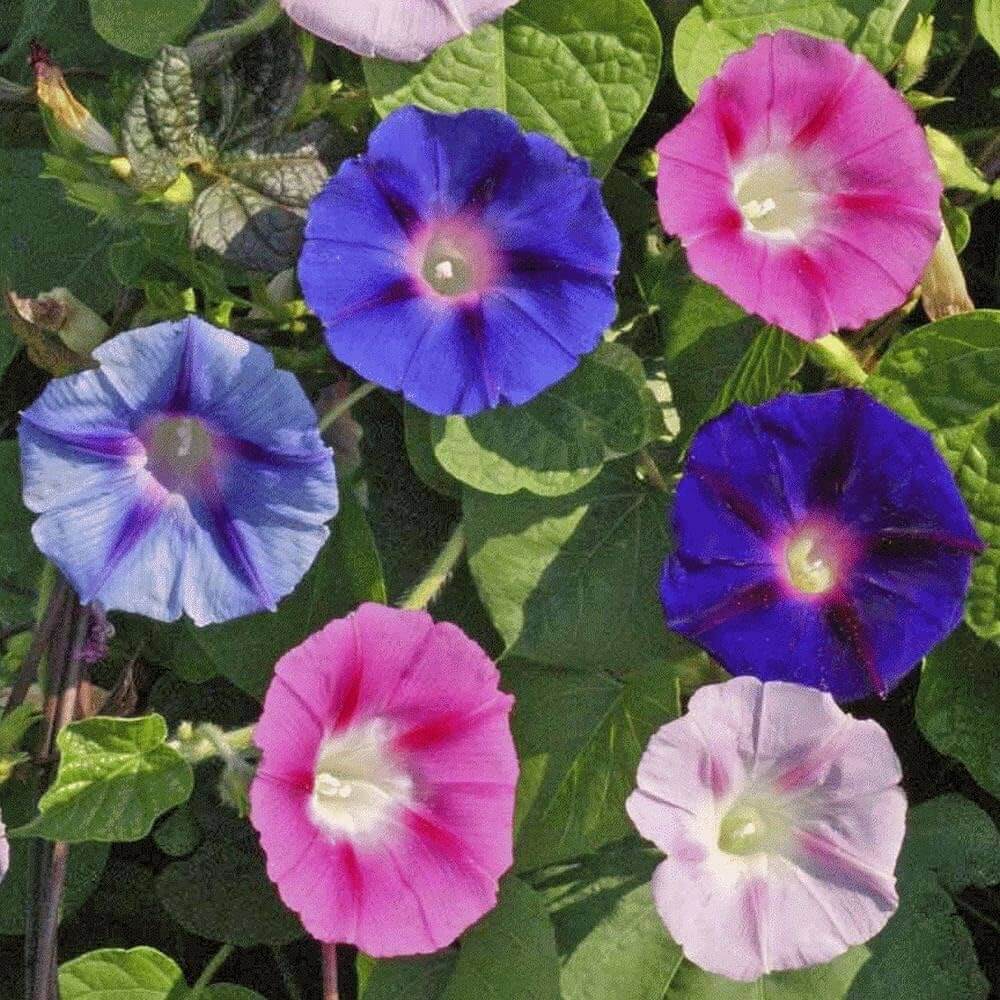 Flower Plant Morning Glory Seeds - Heirloom Flower Garden Seeds for Growing