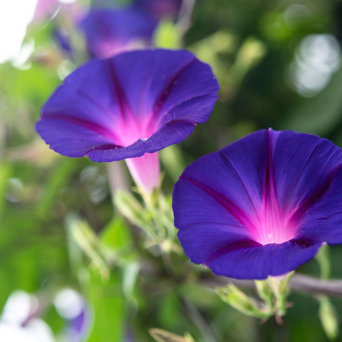 Flower Plant Morning Glory Seeds - Heirloom Flower Garden Seeds for Growing