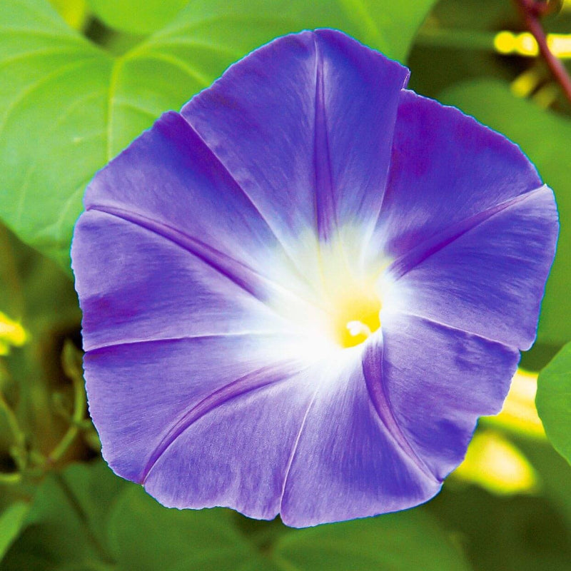 Flower Plant Morning Glory Seeds - Heirloom Flower Garden Seeds for Growing
