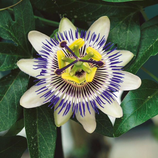 Flowering Vine Passion Seeds - Heirloom Flower Garden Seeds for Growing