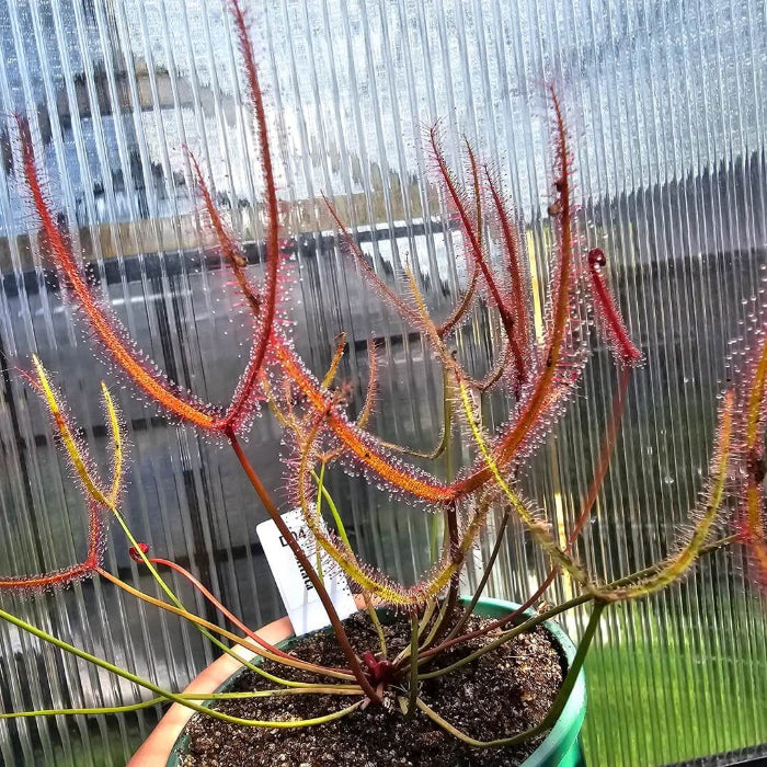 Fork-leaved Sundew Seeds - Heirloom Flower Garden Seeds for Growing