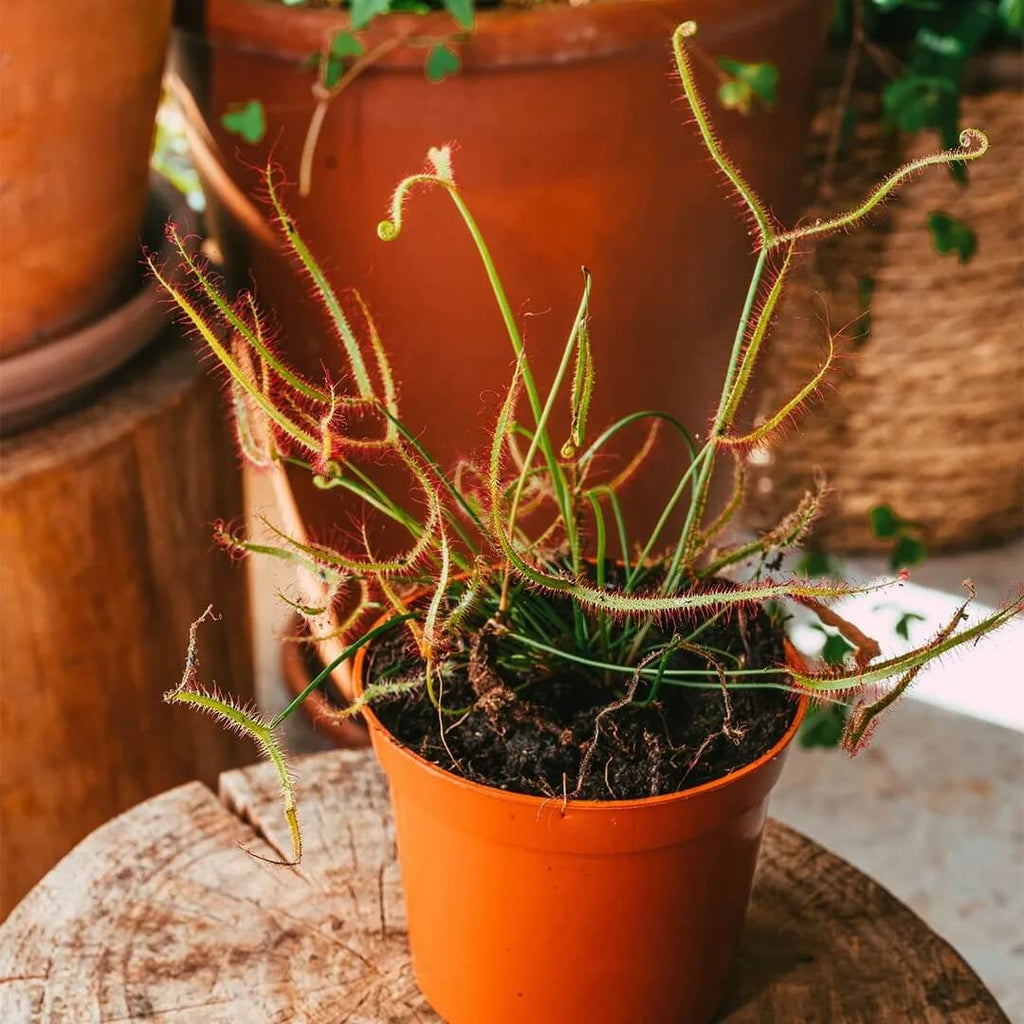 Fork-leaved Sundew Seeds - Heirloom Flower Garden Seeds for Growing