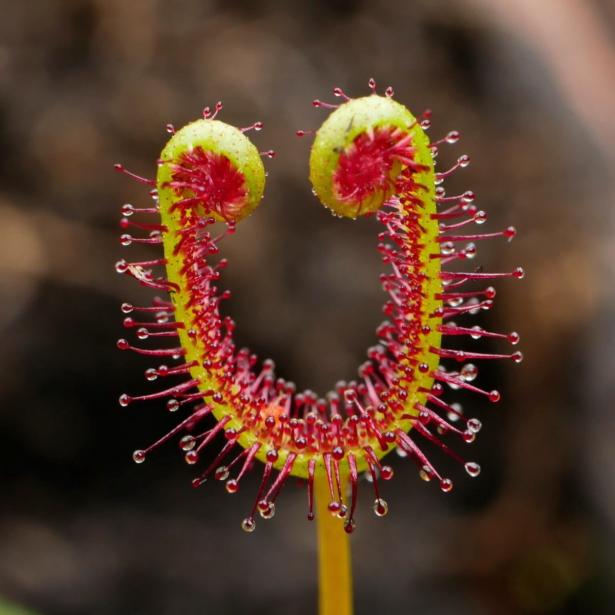 Fork-leaved Sundew Seeds - Heirloom Flower Garden Seeds for Growing