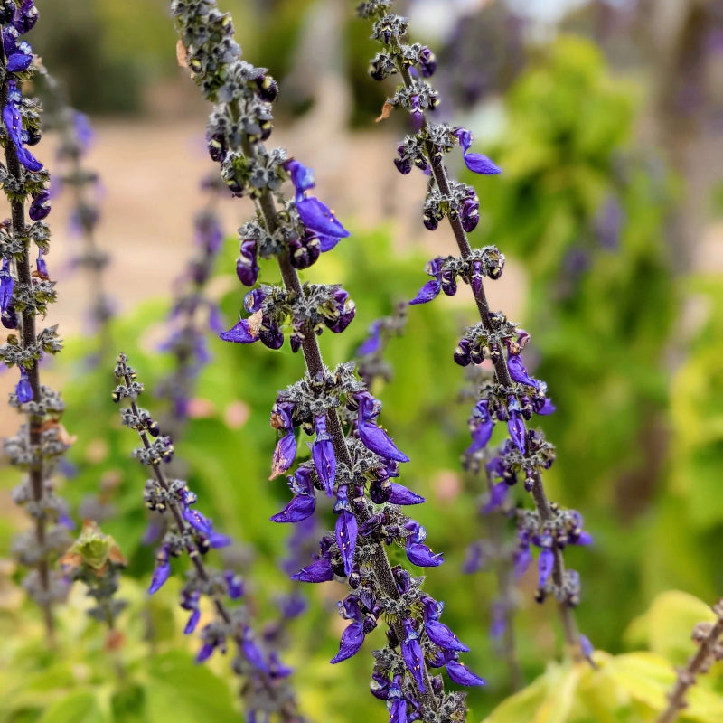 Forskaohlei Salvia Seeds - Heirloom Flower Garden Seeds for Growing