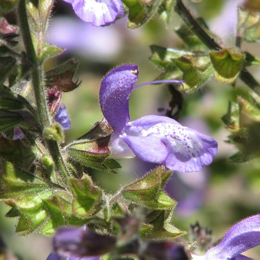 Forskaohlei Salvia Seeds - Heirloom Flower Garden Seeds for Growing