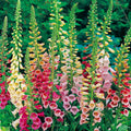 Foxy Mixed Foxglove Seeds - Heirloom Flower Garden Seeds for Growing