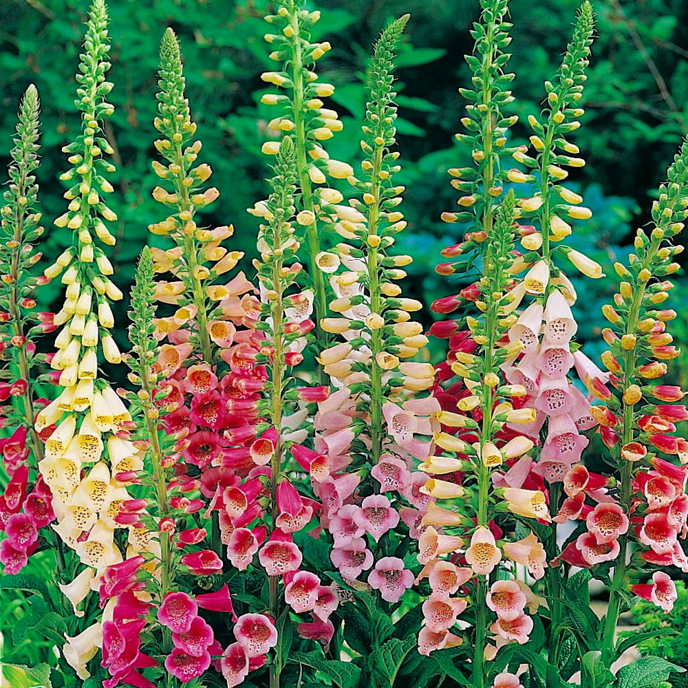 Foxy Mixed Foxglove Seeds - Heirloom Flower Garden Seeds for Growing