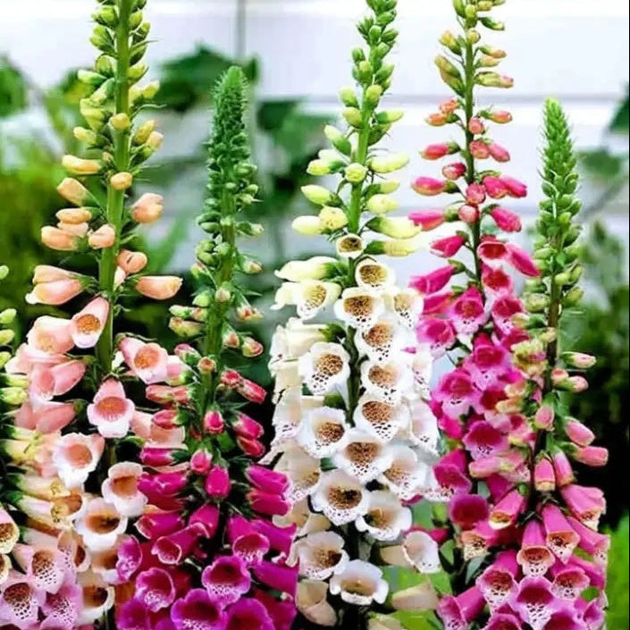 Foxy Mixed Foxglove Seeds - Heirloom Flower Garden Seeds for Growing