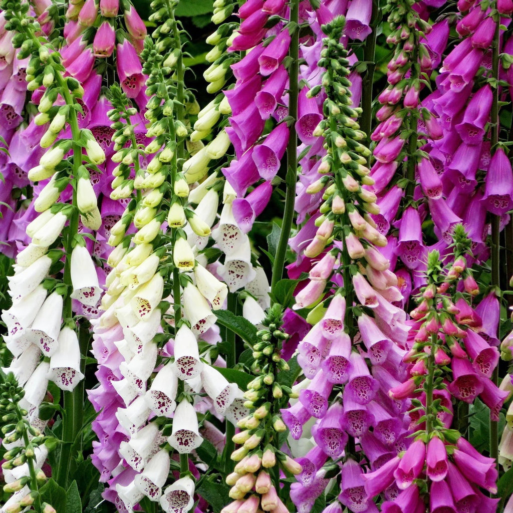 Foxy Mixed Foxglove Seeds - Heirloom Flower Garden Seeds for Growing
