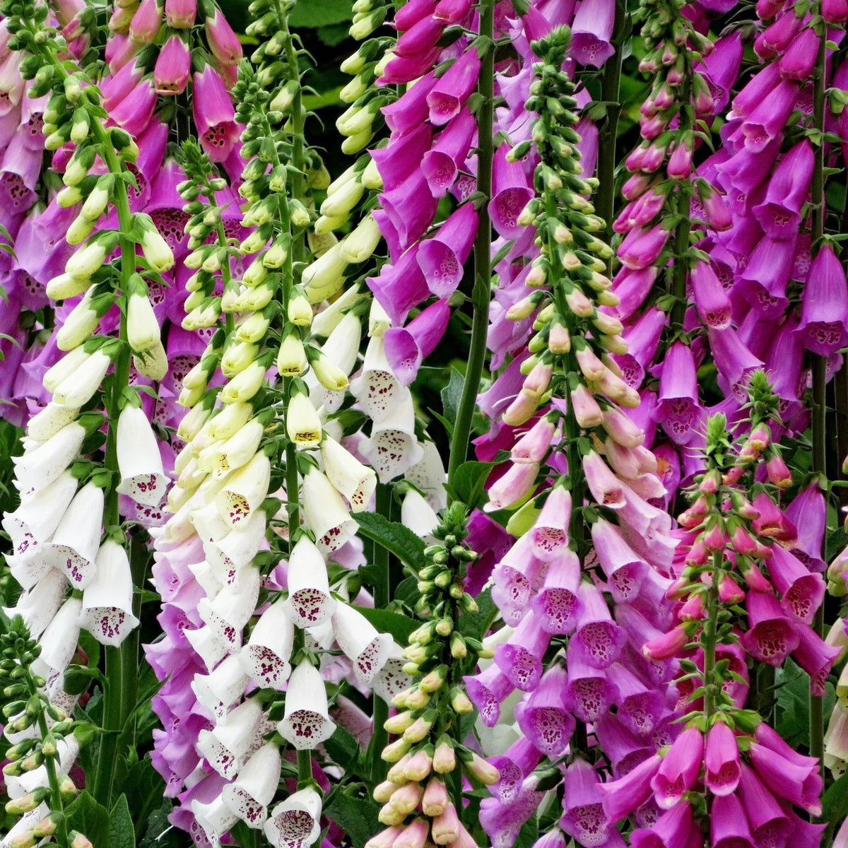 Foxy Mixed Foxglove Seeds - Heirloom Flower Garden Seeds for Growing