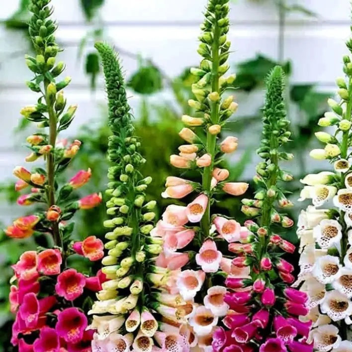 Foxy Mixed Foxglove Seeds - Heirloom Flower Garden Seeds for Growing