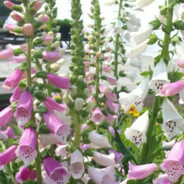 Foxy Mixed Foxglove Seeds - Heirloom Flower Garden Seeds for Growing