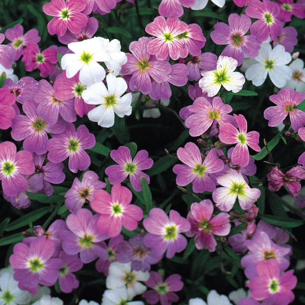 Fragrant Bloom Virginia Stock Seeds - Heirloom Flower Garden Seeds for Growing