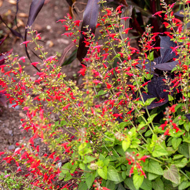 Fragrant Edible Pineapple Sage Seeds - Heirloom Flower Garden Seeds for Growing