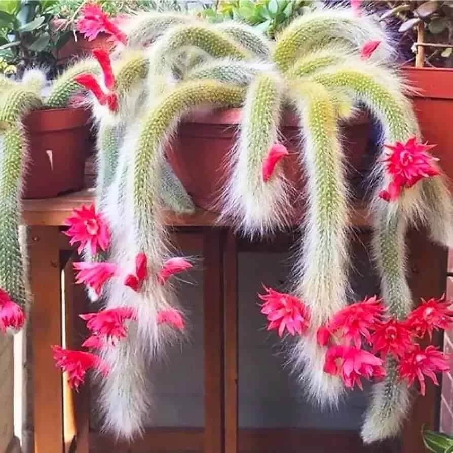 Fragrant Hildewintera winteri Seeds - Heirloom Flower Garden Seeds for Growing