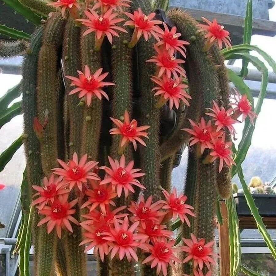 Fragrant Hildewintera winteri Seeds - Heirloom Flower Garden Seeds for Growing