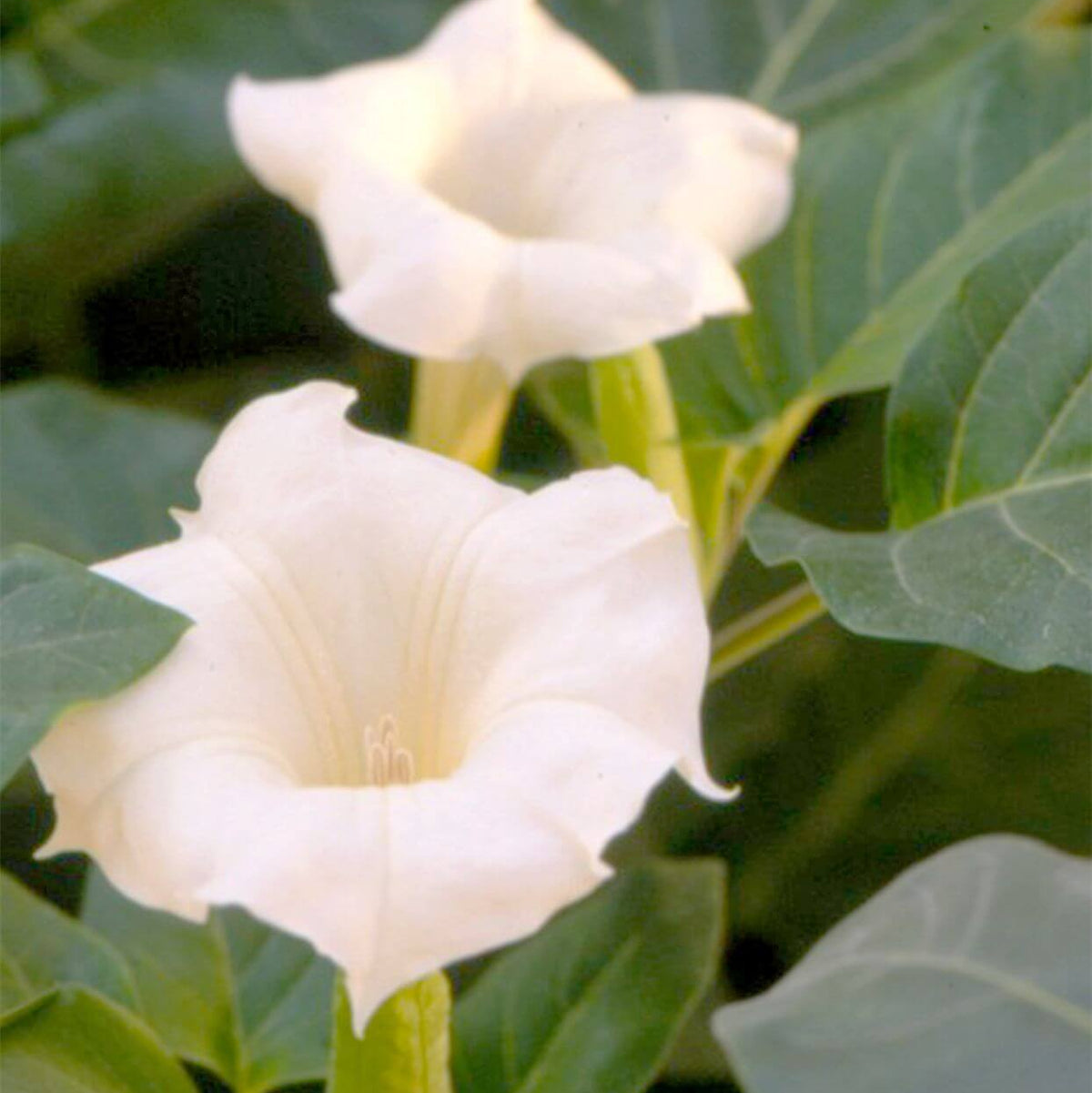 Fragrant Moonflower Seeds - Heirloom Flower Garden Seeds for Growing