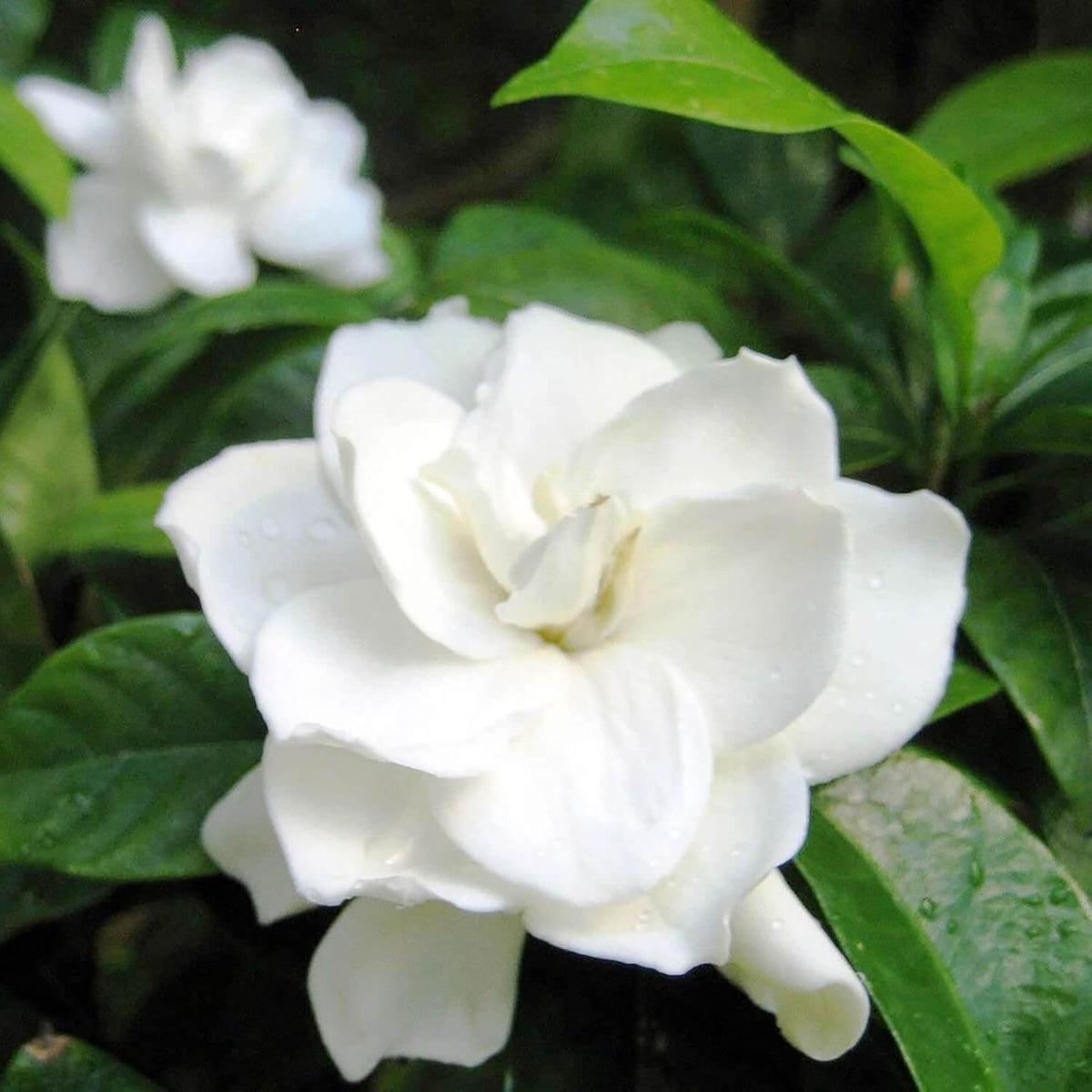 Fragrant Ornamental Jasmine Seeds - Heirloom Flower Garden Seeds for Growing