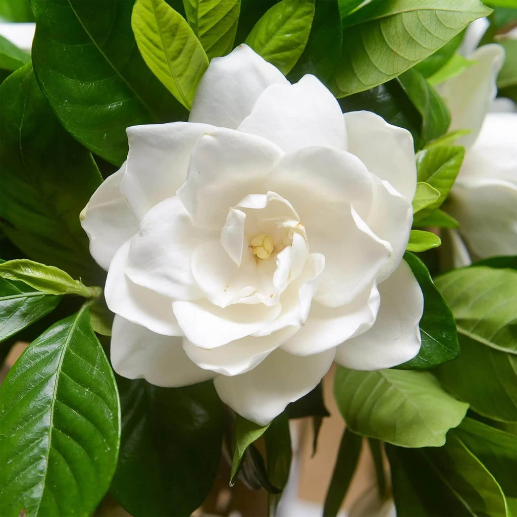 Fragrant Ornamental Jasmine Seeds - Heirloom Flower Garden Seeds for Growing