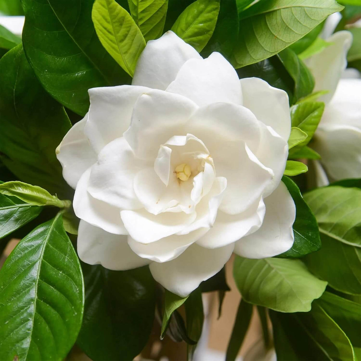 Fragrant Ornamental Jasmine Seeds - Heirloom Flower Garden Seeds for Growing