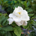Fragrant Ornamental Jasmine Seeds - Heirloom Flower Garden Seeds for Growing