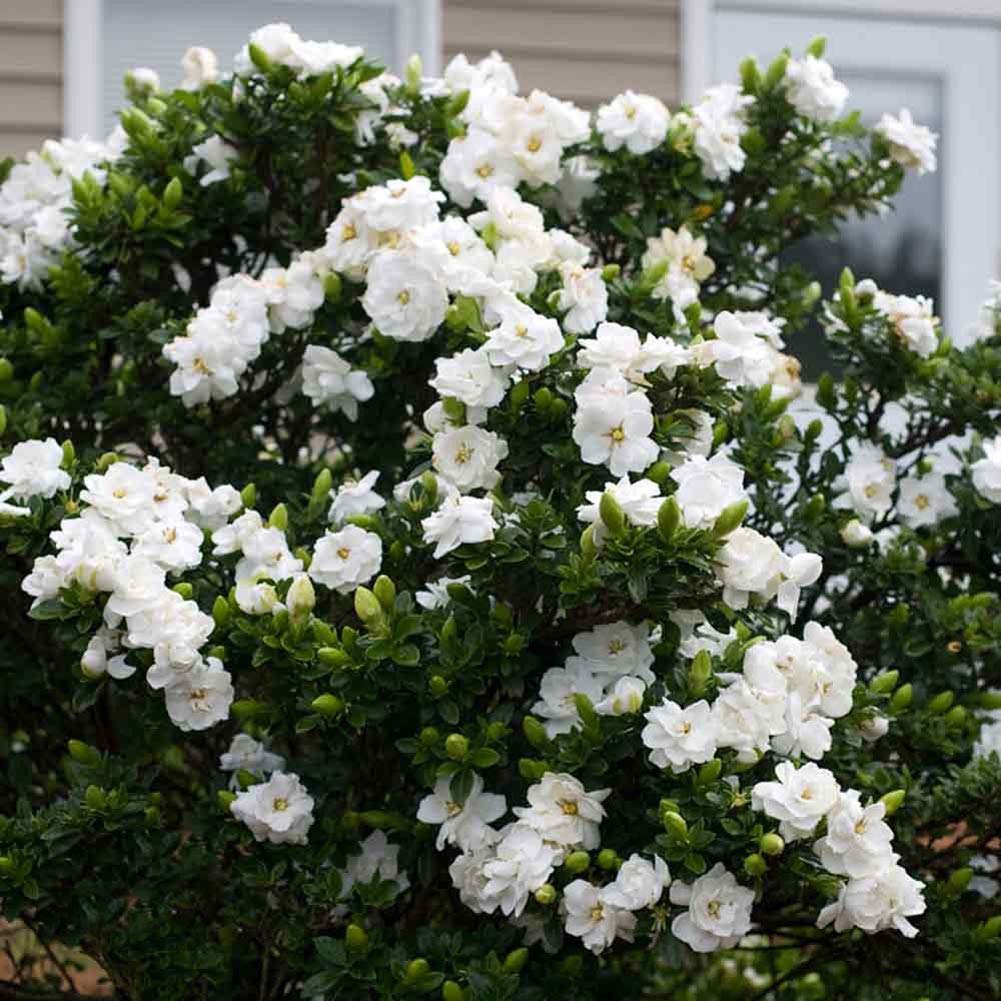 Fragrant White Blooms Cape Jasmine Seeds - Heirloom Flower Garden Seeds for Growing