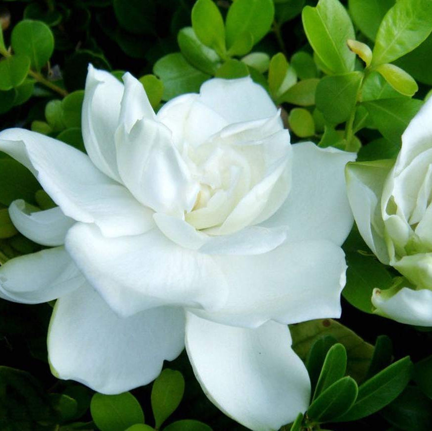 Fragrant White Blooms Cape Jasmine Seeds - Heirloom Flower Garden Seeds for Growing