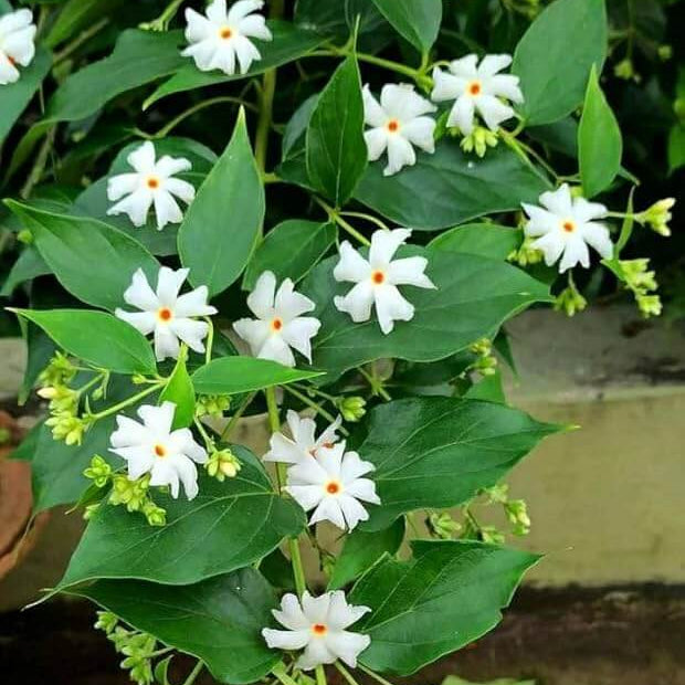 Fragrant White Night Blooming Jasmine Seeds - Heirloom Flower Garden Seeds for Growing