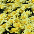 French Alumia Vanilla Cream Marigold Seeds - Heirloom Flower Garden Seeds for Growing