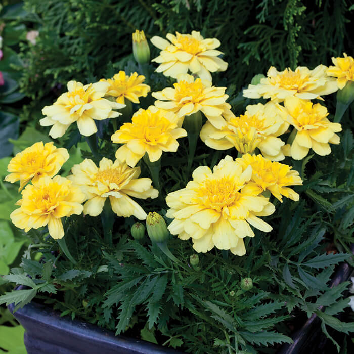 French Alumia Vanilla Cream Marigold Seeds - Heirloom Flower Garden Seeds for Growing