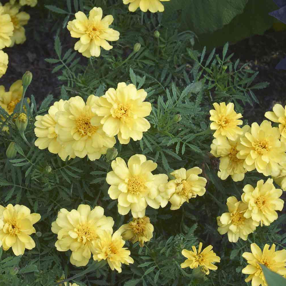 French Alumia Vanilla Cream Marigold Seeds - Heirloom Flower Garden Seeds for Growing