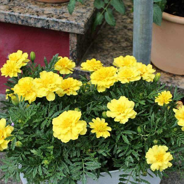 French Alumia Vanilla Cream Marigold Seeds - Heirloom Flower Garden Seeds for Growing