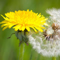 French Dandelion Seeds - Heirloom Flower Garden Seeds for Growing