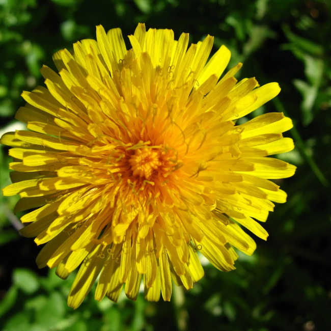 French Dandelion Seeds - Heirloom Flower Garden Seeds for Growing