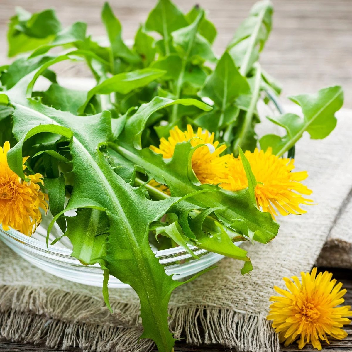 French Dandelion Seeds - Heirloom Flower Garden Seeds for Growing