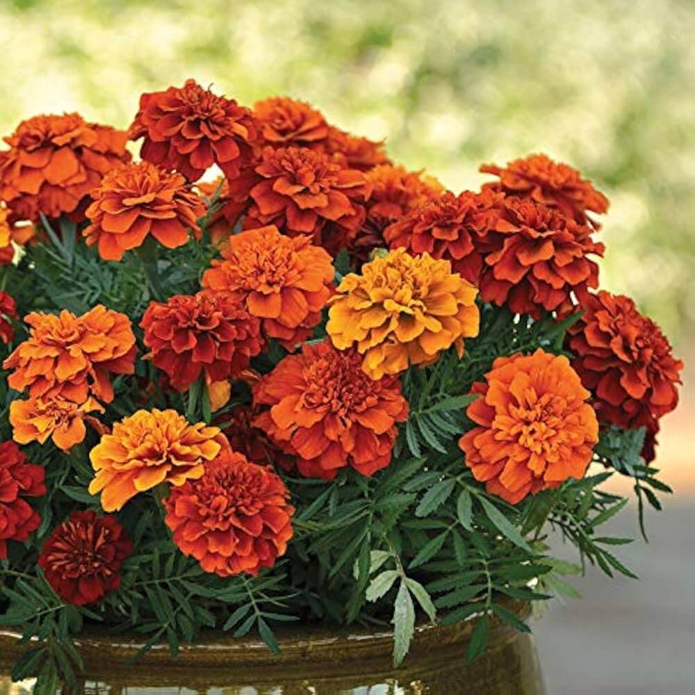 French Fireball Marigold Seeds - Heirloom Flower Garden Seeds for Growing