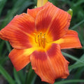 Fresh Rare Hybrid Daylily Seeds - Heirloom Flower Garden Seeds for Growing