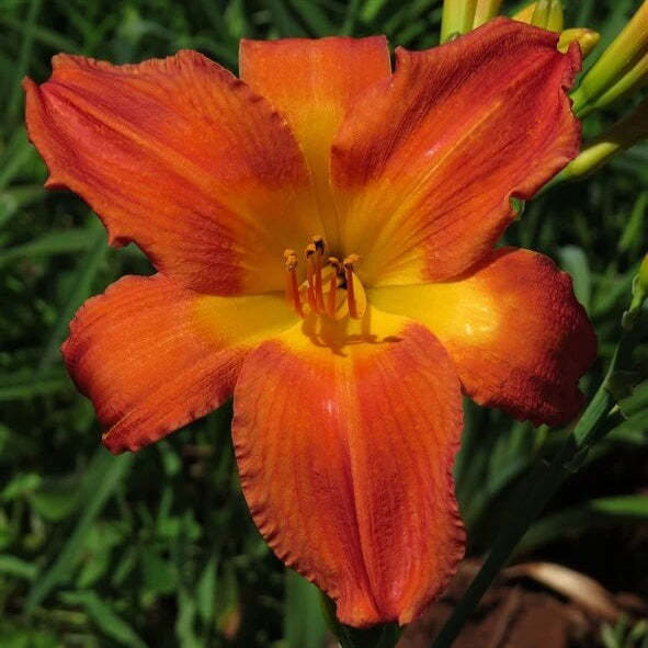 Fresh Rare Hybrid Daylily Seeds - Heirloom Flower Garden Seeds for Growing