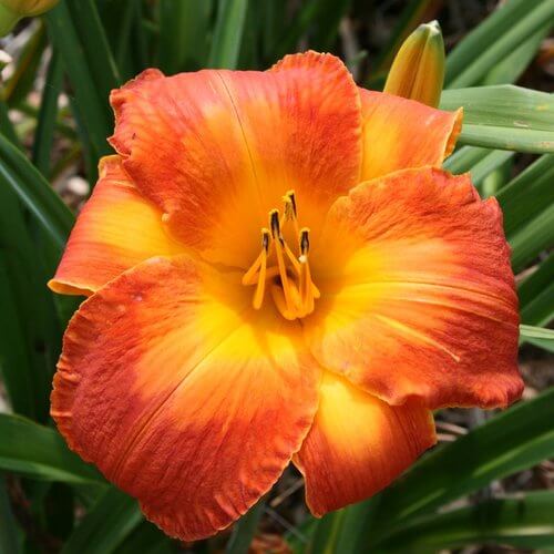 Fresh Rare Hybrid Daylily Seeds - Heirloom Flower Garden Seeds for Growing