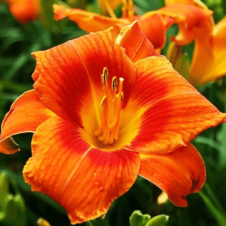 Fresh Rare Hybrid Daylily Seeds - Heirloom Flower Garden Seeds for Growing