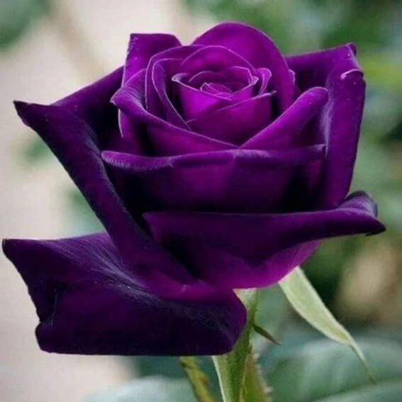 Fresh Ruby & Violet Rosa spp. Seeds - Heirloom Flower Garden Seeds for Growing