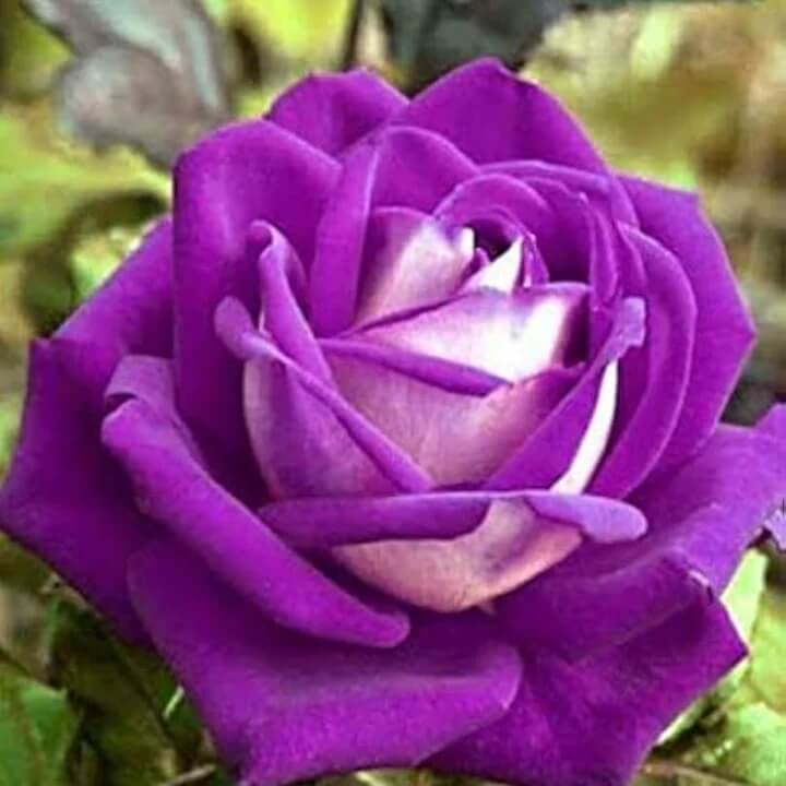 Fresh Ruby & Violet Rosa spp. Seeds - Heirloom Flower Garden Seeds for Growing