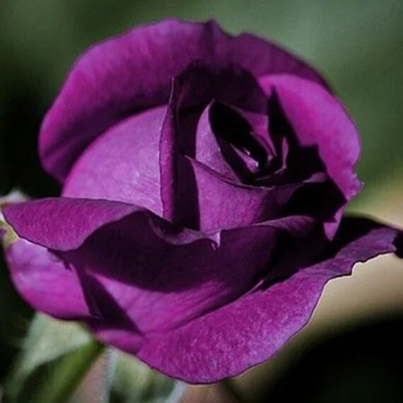 Fresh Ruby & Violet Rosa spp. Seeds - Heirloom Flower Garden Seeds for Growing