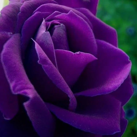 Fresh Ruby & Violet Rosa spp. Seeds - Heirloom Flower Garden Seeds for Growing