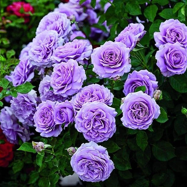 Fresh Violet Rosa spp. Seeds - Heirloom Flower Garden Seeds for Growing