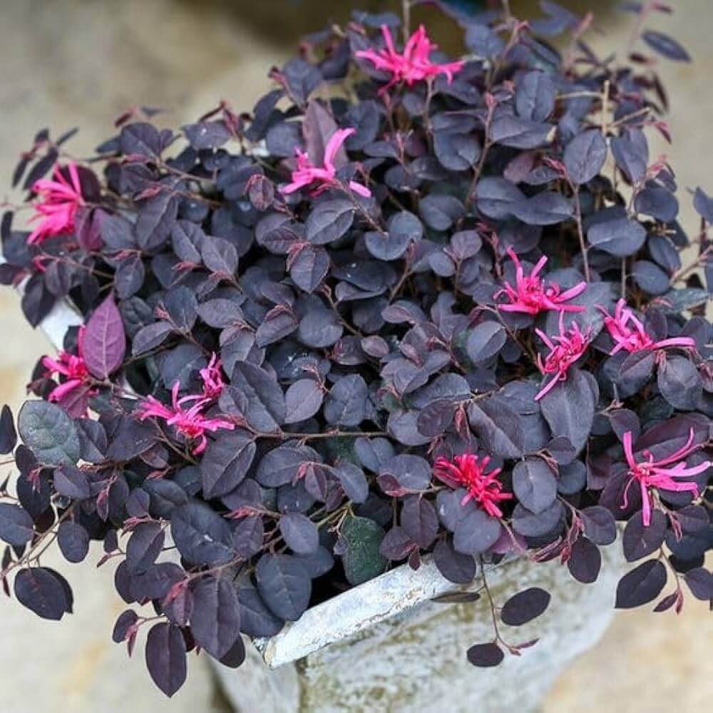 Fringe seeds  - Heirloom Flower Garden Seeds for Growing