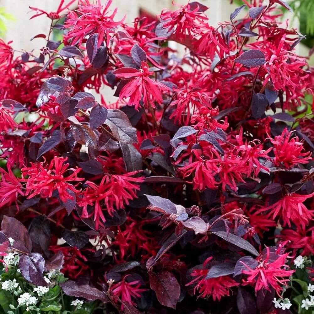 Fringe seeds  - Heirloom Flower Garden Seeds for Growing
